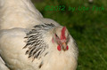 Huhn
