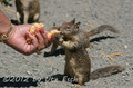 Hörnchen