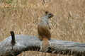 Hörnchen